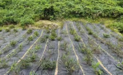 Kain Pengendalian Gulma untuk Pembibitan dan Kebun di Polandia: Pengendalian Gulma Jangka Panjang