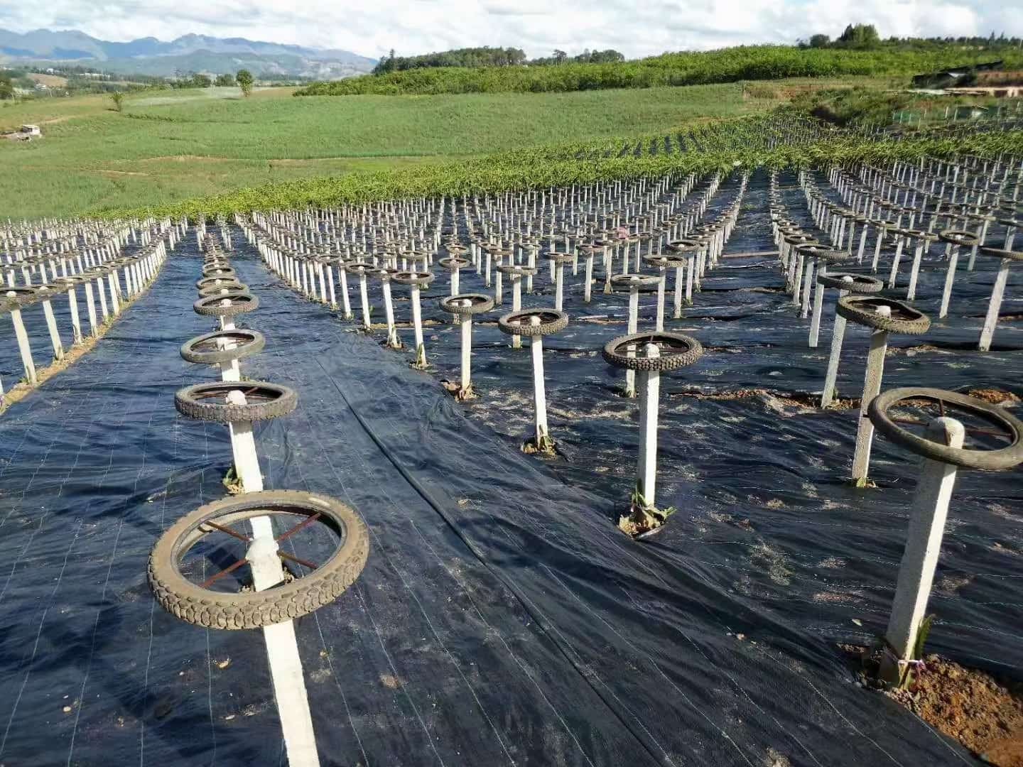 Proses Pembuatan Kain Pengendalian Gulma Tenun